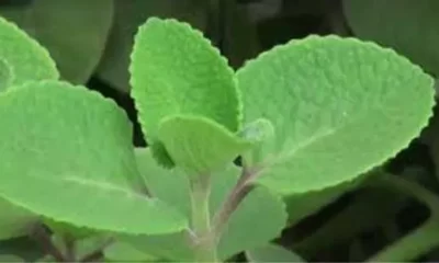 ದೊಡ್ಡಪತ್ರೆ