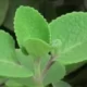 ದೊಡ್ಡಪತ್ರೆ