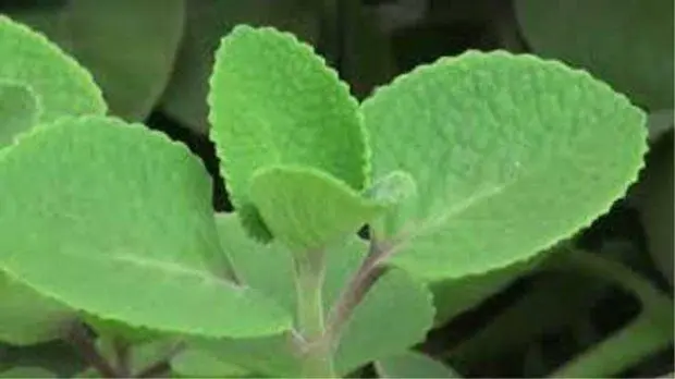 ದೊಡ್ಡಪತ್ರೆ