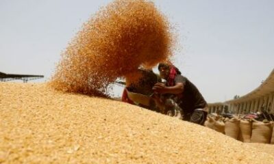 Wheat