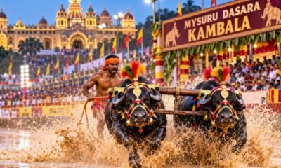 Mysuru Dasara Kambala 2026 buffalo race in Karnataka