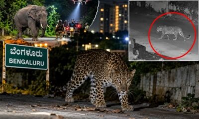 Leopard sighting in Anchepalya