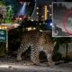 Leopard sighting in Anchepalya
