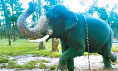 Mysuru Dasara elephant Abhimanyu wearing a 10 kg Mysuru Peta and mosambi garland