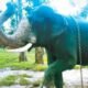 Mysuru Dasara elephant Abhimanyu wearing a 10 kg Mysuru Peta and mosambi garland