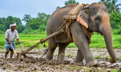 Elephant ploughing a field in Assam with a farmer guiding a traditional wooden plough.