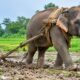Elephant ploughing a field in Assam with a farmer guiding a traditional wooden plough.