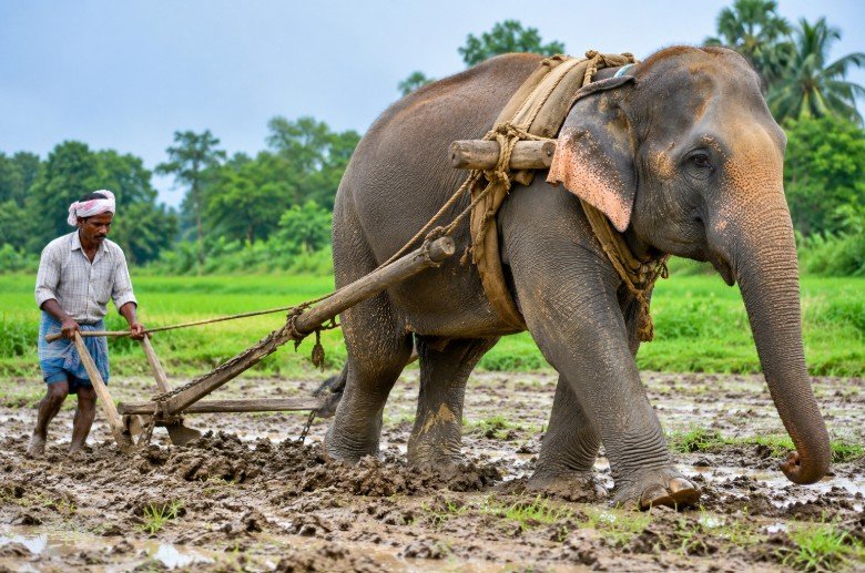 Elephant ploughing a field in Assam with a farmer guiding a traditional wooden plough.