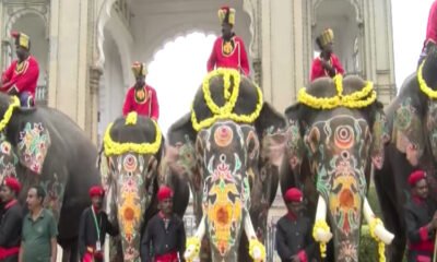 Mysuru Dasara elephants led by Captain Prashanth returning to their camps after the festival