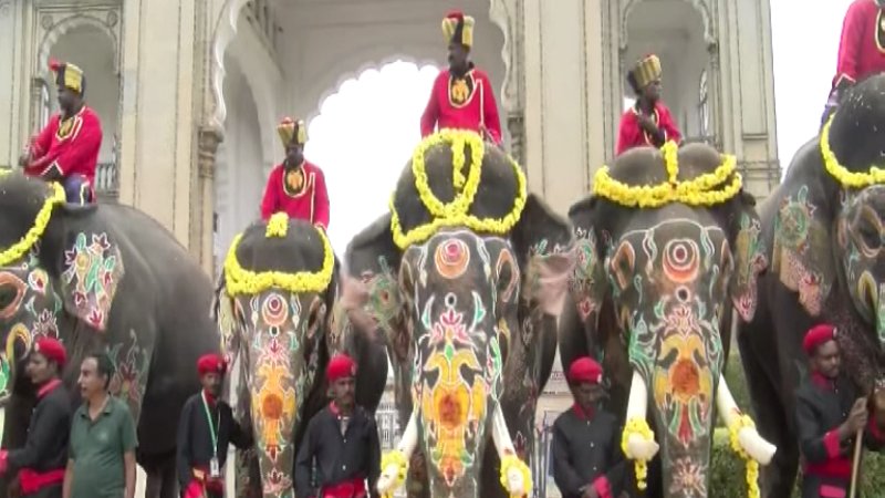 Mysuru Dasara elephants led by Captain Prashanth returning to their camps after the festival