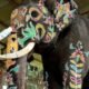 Dhananjaya elephant preparing for Mysuru Dasara 2026 Golden Howdah duty
