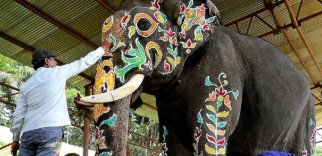 Dhananjaya elephant preparing for Mysuru Dasara 2026 Golden Howdah duty