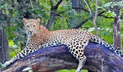 Leopard spotted crossing a road near Hunsanahalli in Ramanagara district, Karnataka.