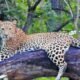Leopard spotted crossing a road near Hunsanahalli in Ramanagara district, Karnataka.