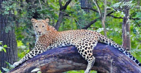 Leopard spotted crossing a road near Hunsanahalli in Ramanagara district, Karnataka.