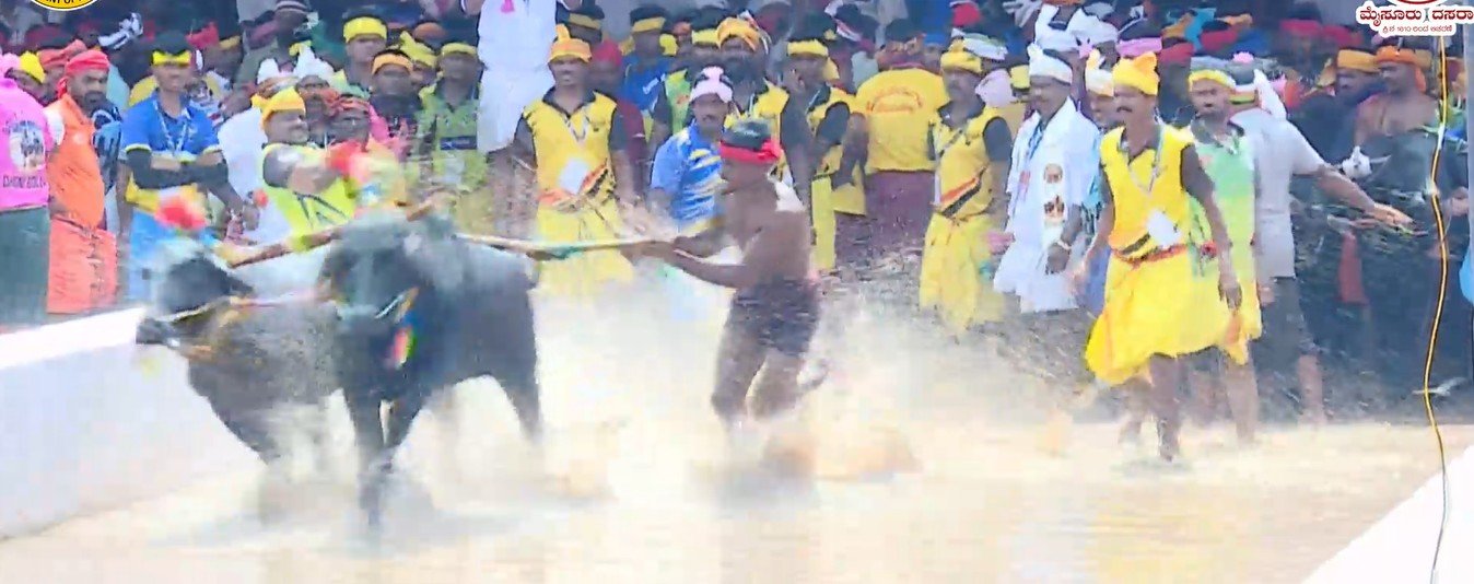 DK Shivakumar shares a video of the traditional Kambala buffalo race at Mysuru Dasara 2026.