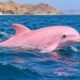 Pink dolphin swimming in the blue sea near Muscat, Oman.
