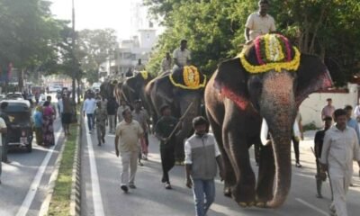 Srikantha elephant selected as Pattada elephant for Mysuru Dasara 2026