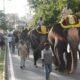 Srikantha elephant selected as Pattada elephant for Mysuru Dasara 2026