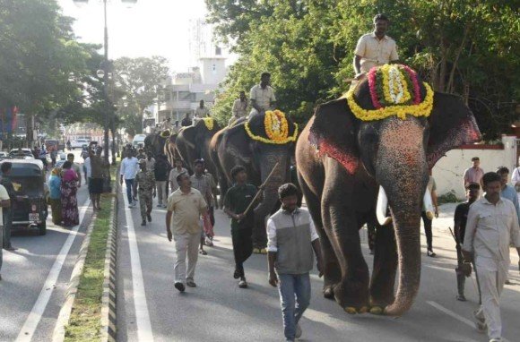 Srikantha elephant selected as Pattada elephant for Mysuru Dasara 2026